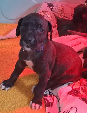 Deutsche Doggen  Babys 