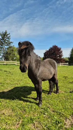 Verkaufe 2 Ponys 