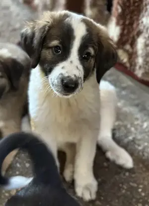 Findus, geb. ca. 02 2025, lebt in GRIECHENLAND, auf einer privaten Pflegestelle  Bild 2