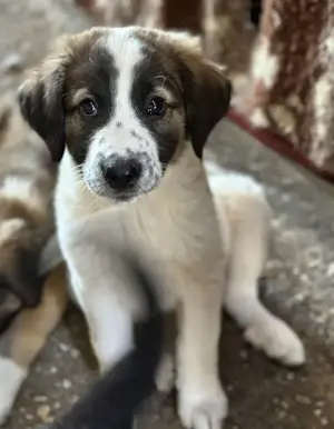 Findus, geb. ca. 02 2025, lebt in GRIECHENLAND, auf einer privaten Pflegestelle  Bild 3