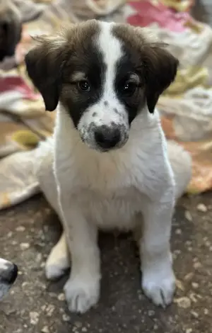 Findus, geb. ca. 02 2025, lebt in GRIECHENLAND, auf einer privaten Pflegestelle  Bild 7