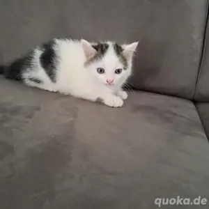 Katzenbaby