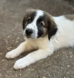 Findus, geb. ca. 02 2025, lebt in GRIECHENLAND, auf einer privaten Pflegestelle  Bild 10