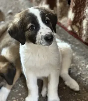 Findus, geb. ca. 02 2025, lebt in GRIECHENLAND, auf einer privaten Pflegestelle  Bild 4