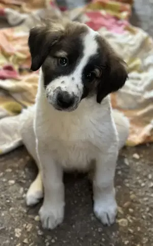 Findus, geb. ca. 02 2025, lebt in GRIECHENLAND, auf einer privaten Pflegestelle  Bild 8