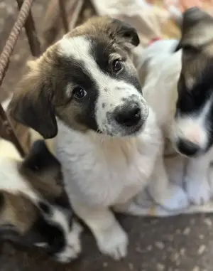 Findus, geb. ca. 02 2025, lebt in GRIECHENLAND, auf einer privaten Pflegestelle  Bild 6