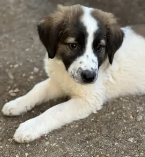 Findus, geb. ca. 02 2025, lebt in GRIECHENLAND, auf einer privaten Pflegestelle  Bild 9