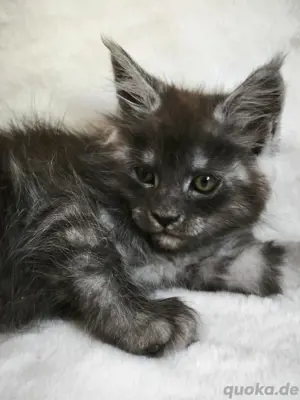 Maine Coon Kätzchen Reinrassige mit Stammbaum 