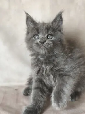 Maine Coon Kätzchen Reinrassige mit Stammbaum 