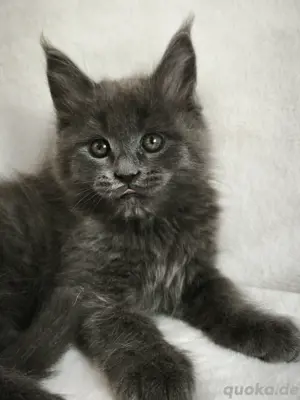 Maine Coon Kätzchen Reinrassige mit Stammbaum 