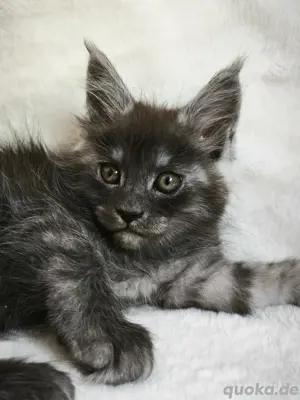 Maine Coon Kätzchen Reinrassige mit Stammbaum 