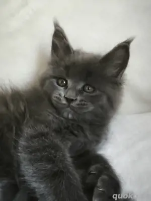 Maine Coon Kätzchen Reinrassige mit Stammbaum 