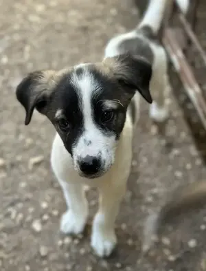 Heiner, geb. ca. 02 2025, lebt in GRIECHENLAND, auf einer privaten Pflegestelle  Bild 7