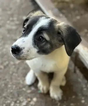 Heiner, geb. ca. 02 2025, lebt in GRIECHENLAND, auf einer privaten Pflegestelle  Bild 5