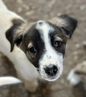 Heiner, geb. ca. 02 2025, lebt in GRIECHENLAND, auf einer privaten Pflegestelle  Bild 2