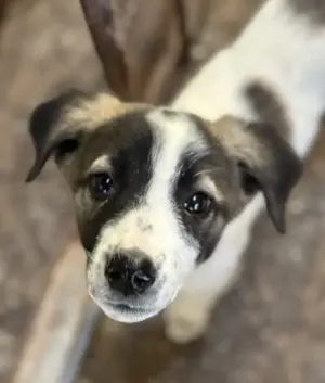 Heiner, geb. ca. 02 2025, lebt in GRIECHENLAND, auf einer privaten Pflegestelle  Bild 4