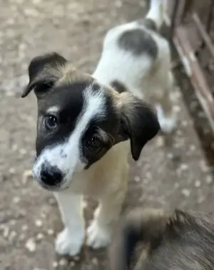 Heiner, geb. ca. 02 2025, lebt in GRIECHENLAND, auf einer privaten Pflegestelle  Bild 6