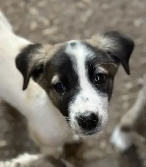 Heiner, geb. ca. 02 2025, lebt in GRIECHENLAND, auf einer privaten Pflegestelle  Bild 3