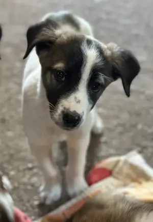 Heiner, geb. ca. 02 2025, lebt in GRIECHENLAND, auf einer privaten Pflegestelle  Bild 10