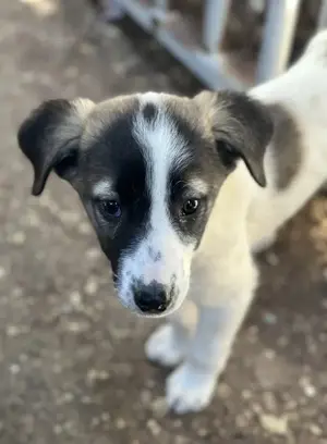 Heiner, geb. ca. 02 2025, lebt in GRIECHENLAND, auf einer privaten Pflegestelle  Bild 8