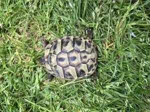 Griechische Landschildkröten NZ 2023
