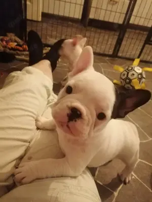 Französische bulldogge Hündin 