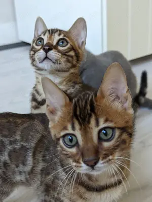 Reinrassiges Bengal - Kitten - sehr spielerisch und zutraulich!