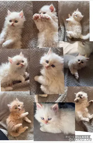 baby katzen 