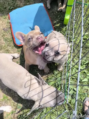 Französische Bulldoggen Welpen Isabella Hündin Puppie Puppy Rüde 