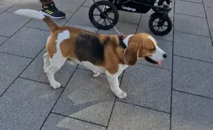 Beagle Sucht neue Zuhause 