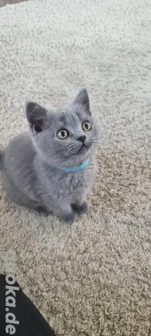 BKH Kitten 