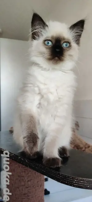 Neva Masquarada Sibirische Katze 