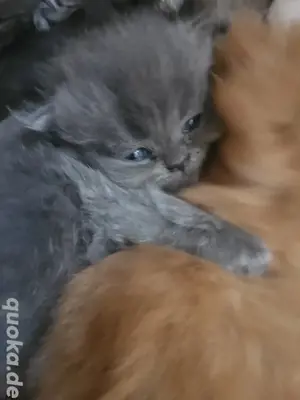 süße Perserkitten suchen dich 