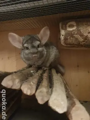 Chinchilla + zubehör abzugeben 