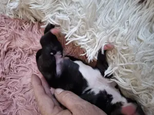 Whippet Welpen von Whippet Liebhabern Bild 5