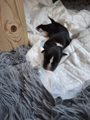 Whippet Welpen von Whippet Liebhabern Bild 1