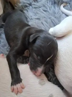 Whippet Welpen von Whippet Liebhabern Bild 3