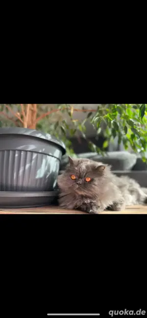 liebevoller Kater 7 jahre  Bild 1