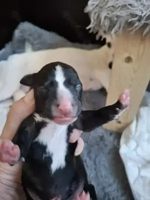 Whippet Welpen von Whippet Liebhabern Bild 2