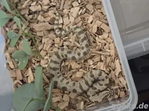 1.0 Hakennasennatter Anaconda het albino het toxic 