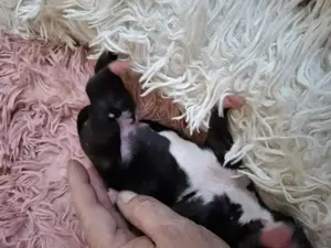 Whippet Welpen von Whippet Liebhabern Bild 4