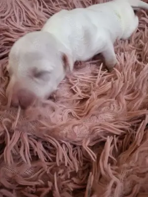Whippet Welpen von Whippet Liebhabern Bild 6
