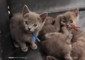 Britisch Kurzhaar Kitten 