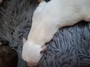Whippet Welpen von Whippet Liebhabern Bild 9