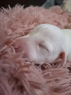 Whippet Welpen von Whippet Liebhabern Bild 8