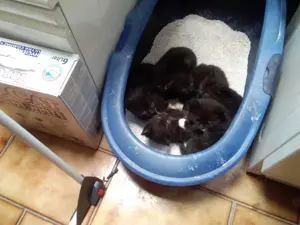 BKH Mix 2 Kitten  Bild 2