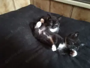 BKH Mix 2 Kitten  Bild 3