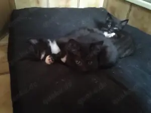 BKH Mix 2 Kitten  Bild 1