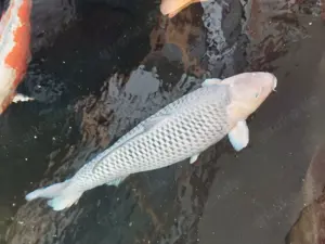 Koi Soragoi von Konishi ca. 75 cm Top Körper Top Fit