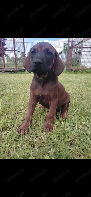 Rhodesian Ridgeback Red Wheaten Welpen 
